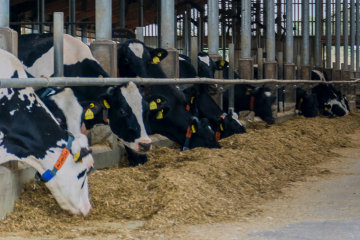 Cows eating hay in dairy barn