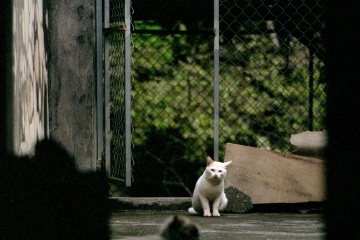 Stray cat sitting on the street.