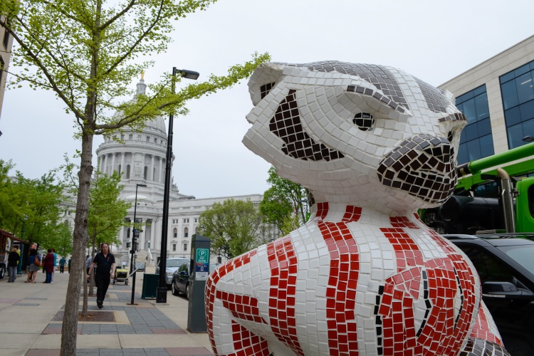 A Bucky Badger statue on the sidewalk with the Capitol building in the background.