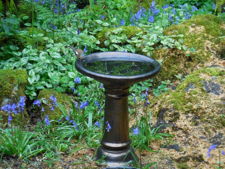 A bird bath sits among a garden