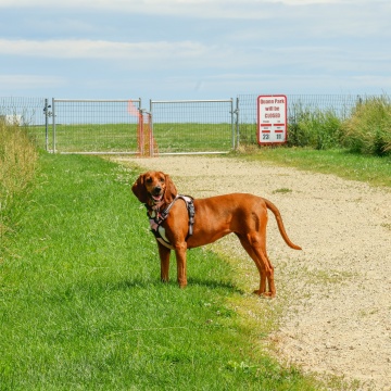 Dog standing on gravel path at dog park