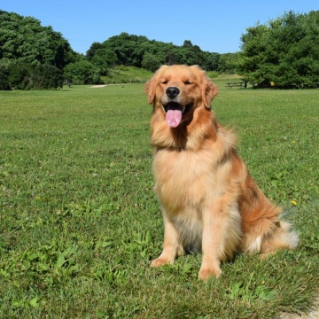 Dog in park