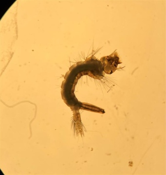 mosquito larvae under a microscope