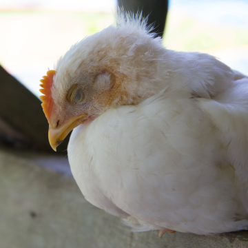 A chicken sits and looks sick