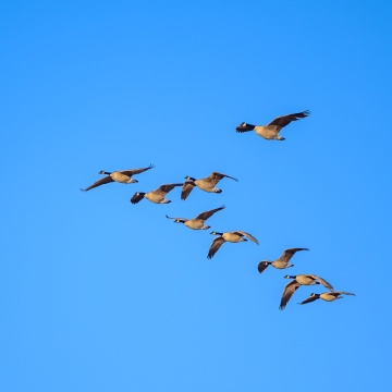 A flock of geese flying in formation.