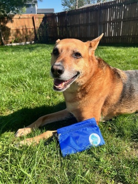 A dog poses with a blue tick kit bag