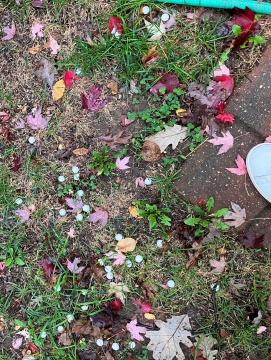 Mothballs were found strewn across a yard