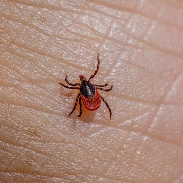 A black legged tick on skin.