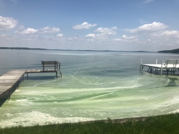 Blue green algae on beach