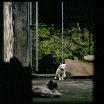 Stray cat sitting on the street.