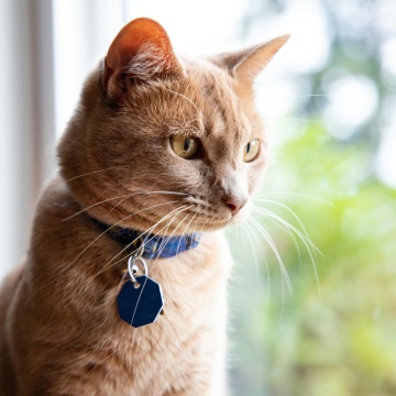 Cat wearing collar with tag