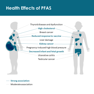 health effects of pfas diagram
