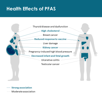 A diagram of the health effects that PFAS has on different areas of the body.