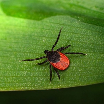 Tick on a leaf