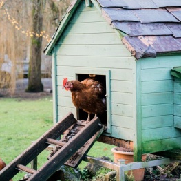 chicken in backyard coop