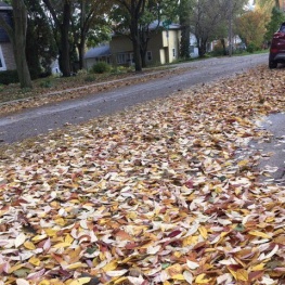 leaves on a driveway
