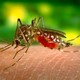 Mosquito on person's skin.